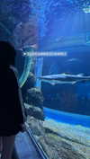 fallen.angel2007 Altpins Profile Picture