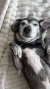 lollinski Altpins Profile Picture