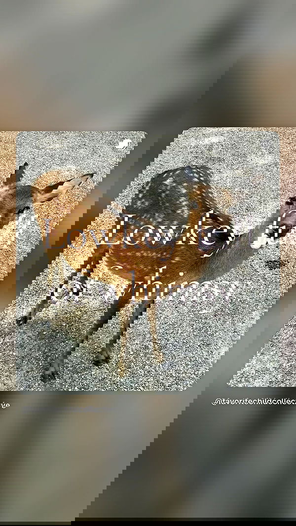 carolinezalog carolinezalog archive image