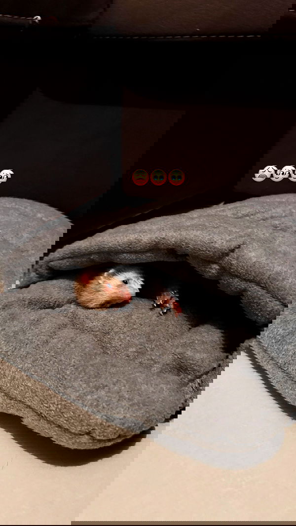 lissi77 lissi77 archive image