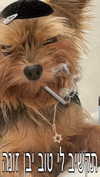 malachshohet Altpins Profile Picture