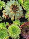 danamrts Altpins Profile Picture