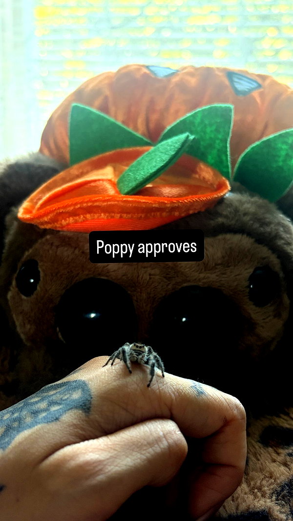 gargoyol instagram image archive image