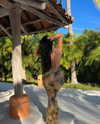 vanessa.rhd Altpins Profile Picture