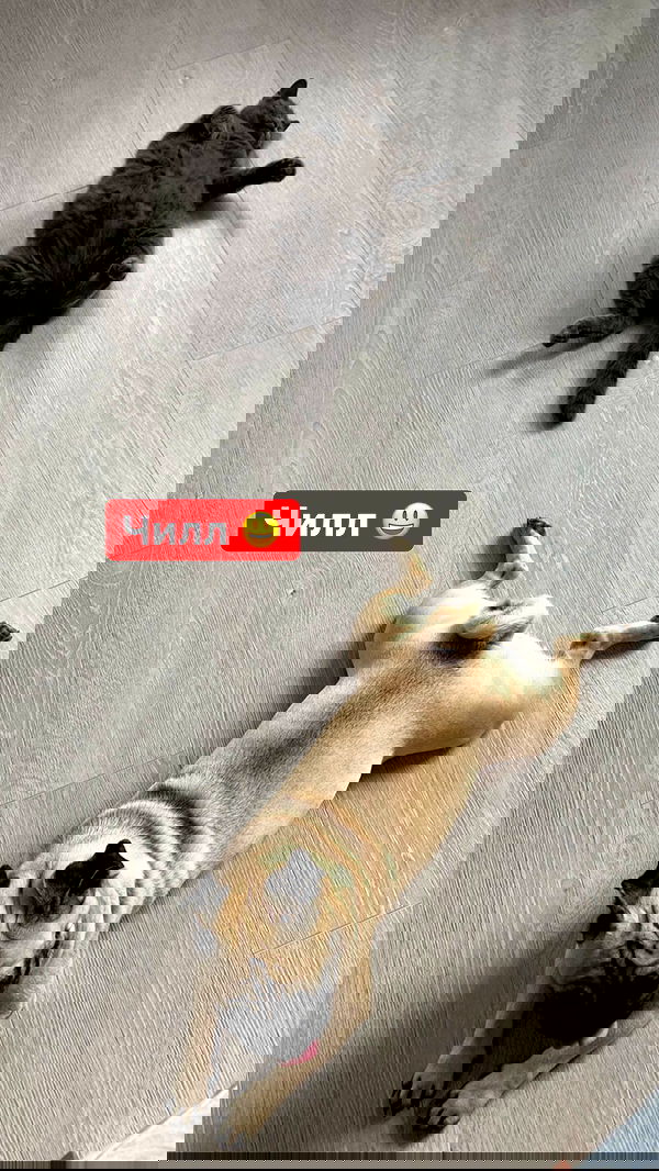 nyityam nyityam archive image