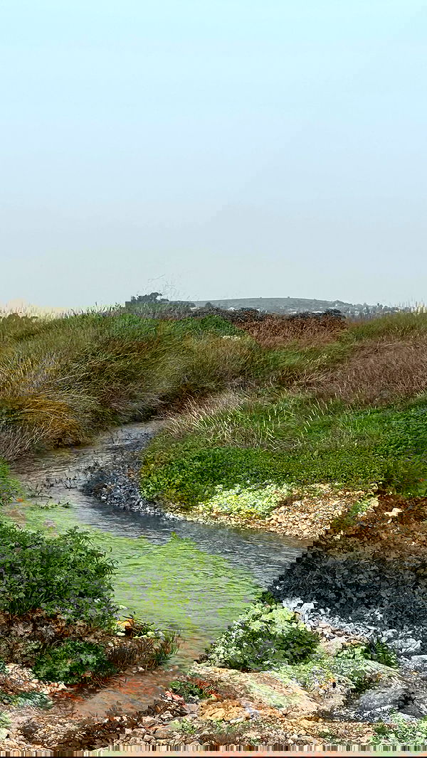 iambohema.v2 iambohema.v2 archive image