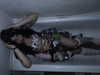 hellokittyangel666 Altpins Profile Picture