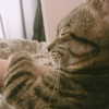daxbin Altpins Profile Picture