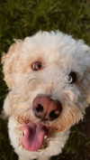 danamrts Altpins Profile Picture