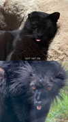 karin_orhov Altpins Profile Picture