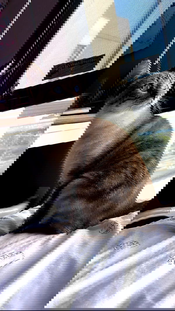 suikomuu suikomuu archive image