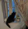 teakitten_ Altpins Profile Picture