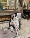 lyhythuedoxinh Altpins Profile Picture