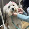 kdsrescue Altpins Profile Picture