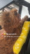 agam._.harel Altpins Profile Picture