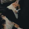 nishymoon_ Altpins Profile Picture