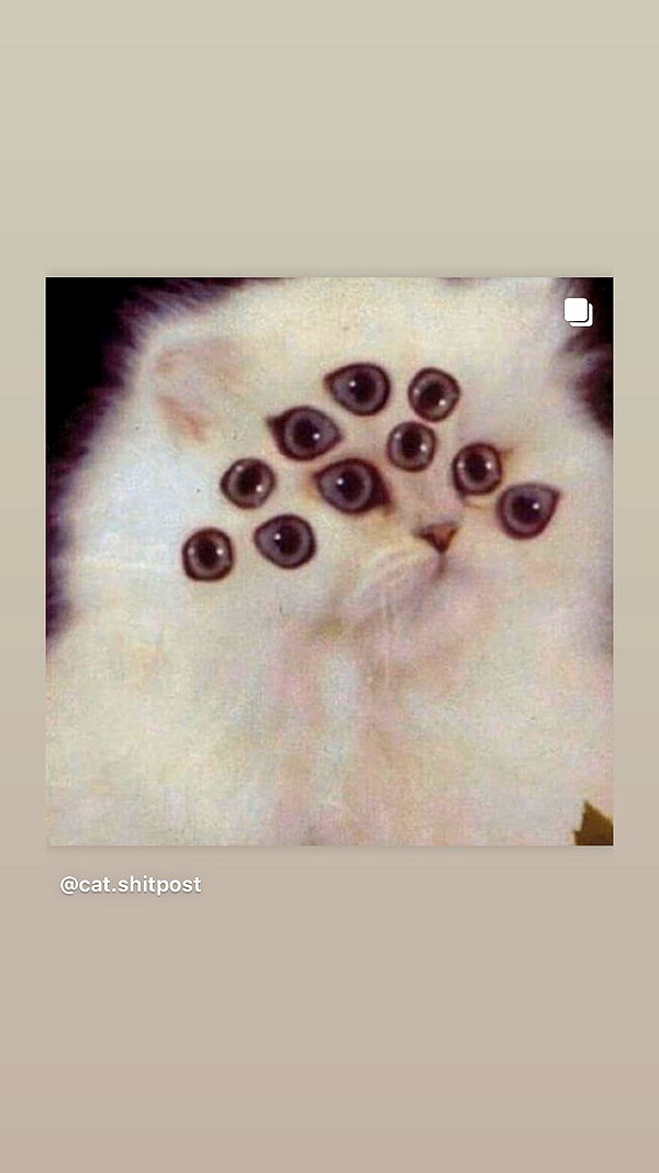 ptpchik instagram image archive image