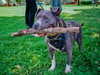 bugz4brainz Altpins Profile Picture