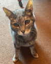 jahia_brown Altpins Profile Picture