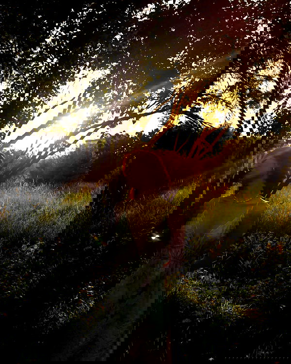 vvvierness vvvierness archive image