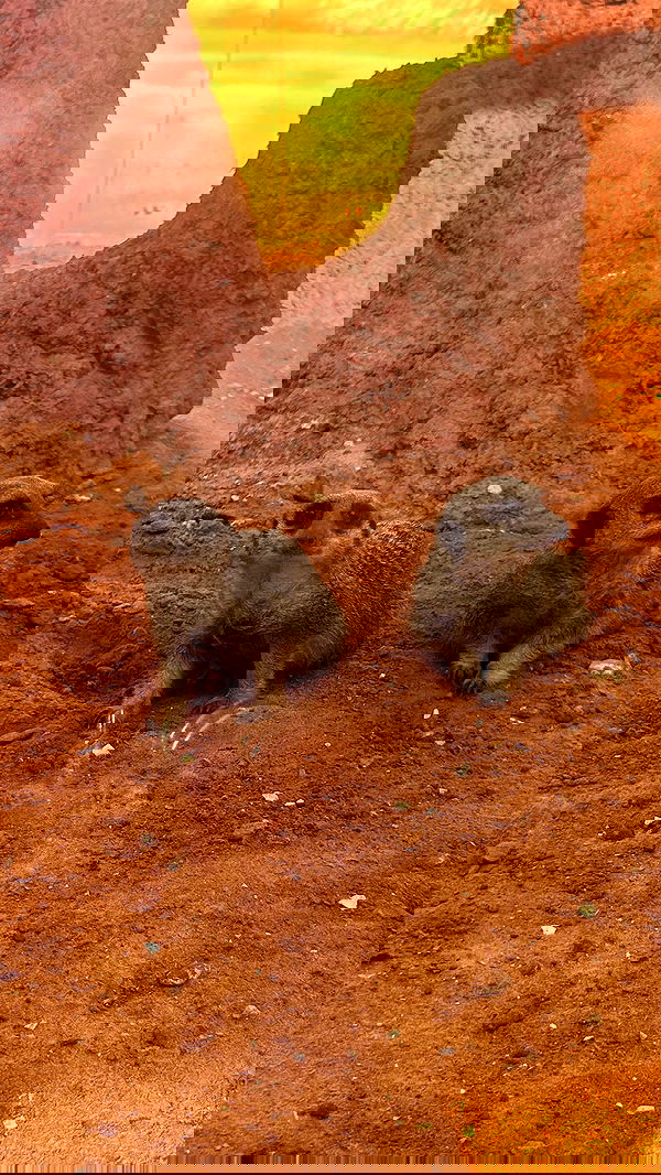 ormosheee ormosheee archive image