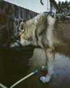 milena_milachich Altpins Profile Picture