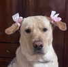 gisellelee8 Altpins Profile Picture