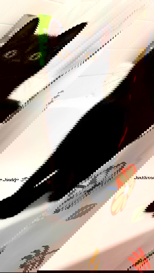 suikomuu suikomuu archive image