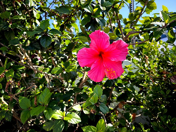 melissacollazo melissacollazo archive image