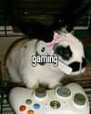 milkiwifey Altpins Profile Picture