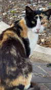 assoolin Altpins Profile Picture