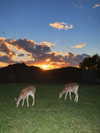 3xiiicom Altpins Profile Picture