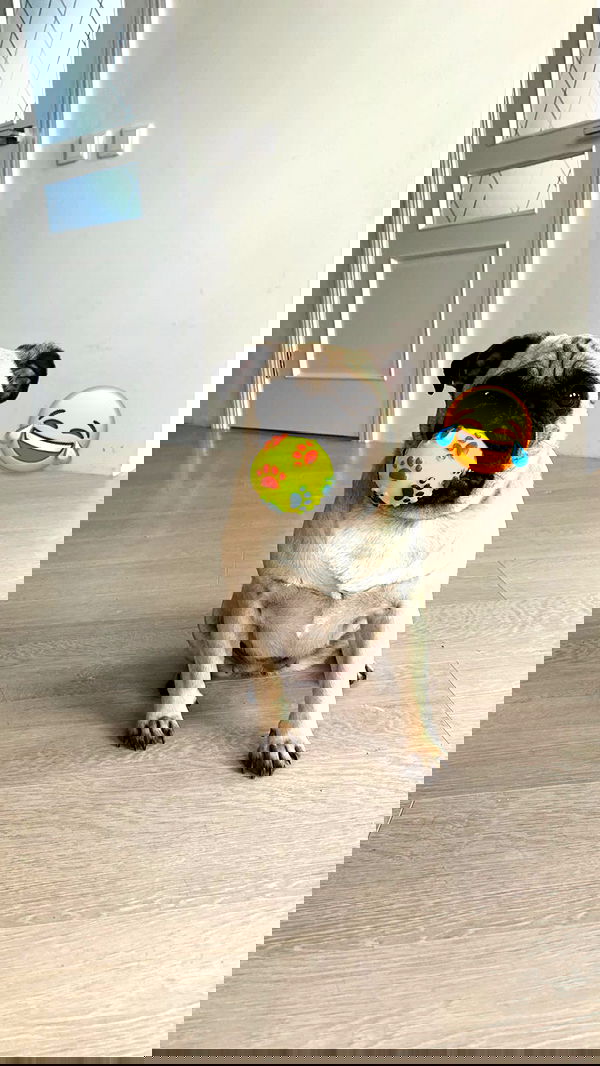 nyityam nyityam archive image