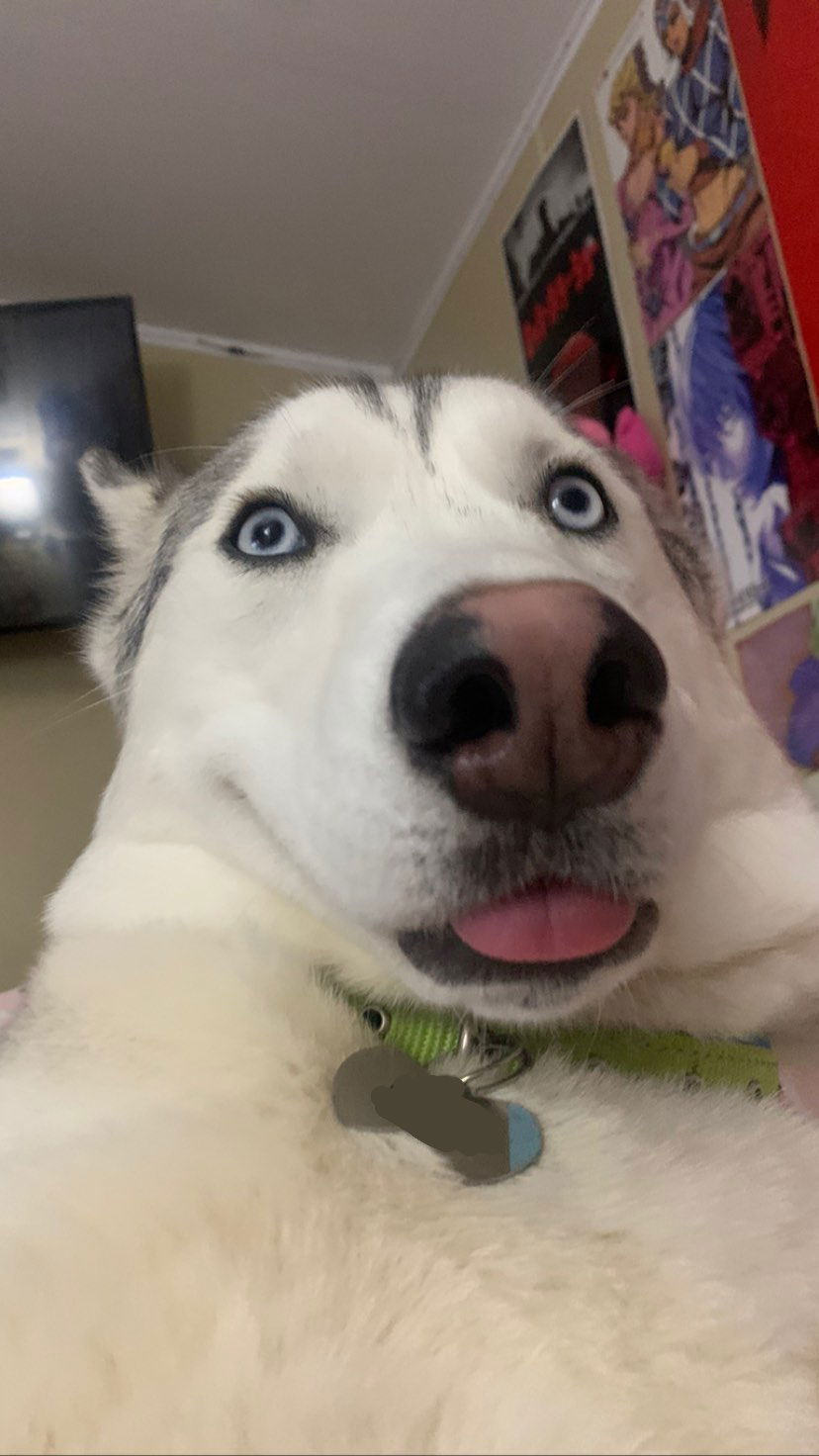 dracuina instagram image archive image