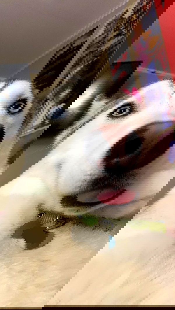 dracuina image ~ Altpins