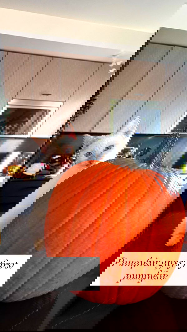 tatum.ricee tatum.ricee archive image