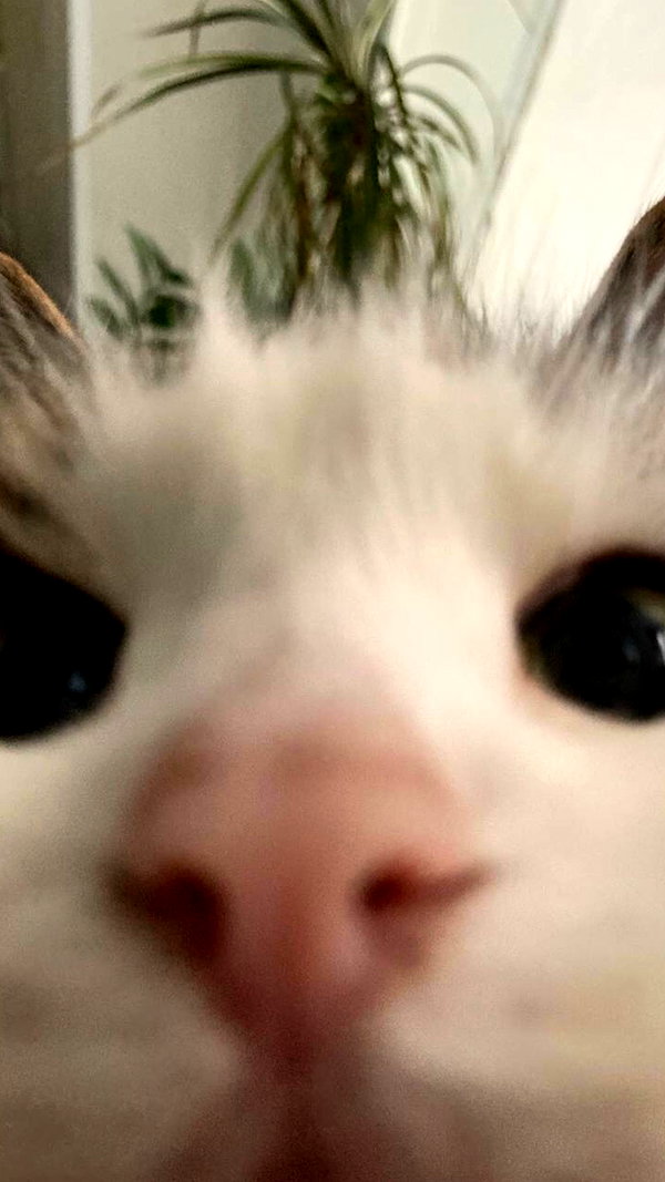 stea0diness instagram image archive image