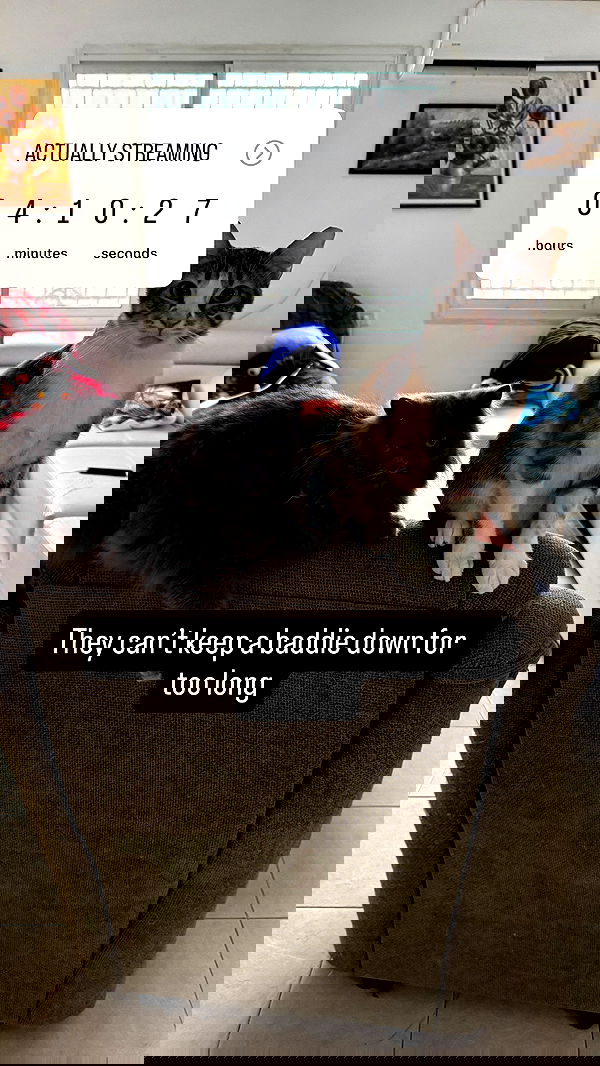 chibinekopurr chibinekopurr archive image