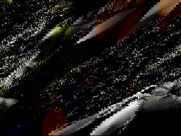 mosssaico mosssaico archive image