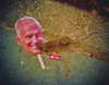 bugz4brainz Altpins Profile Picture