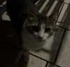 meiiisame Altpins Profile Picture