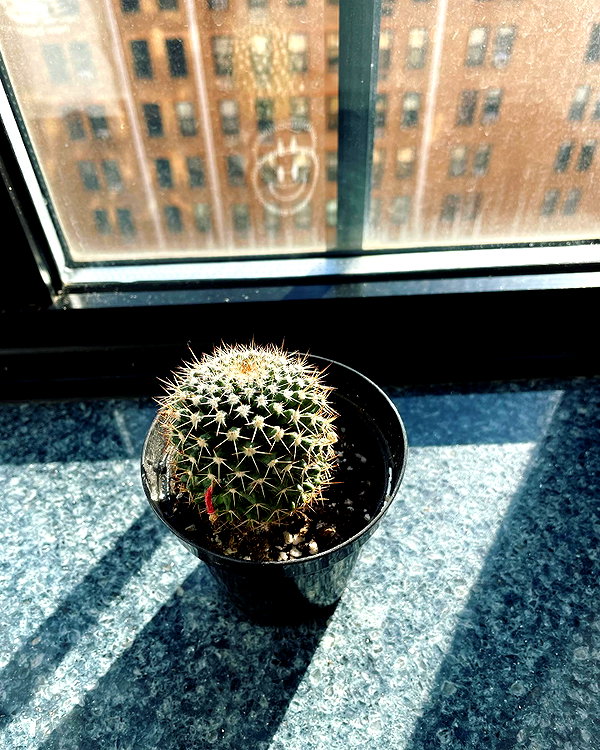 alexandradaddario instagram image archive image