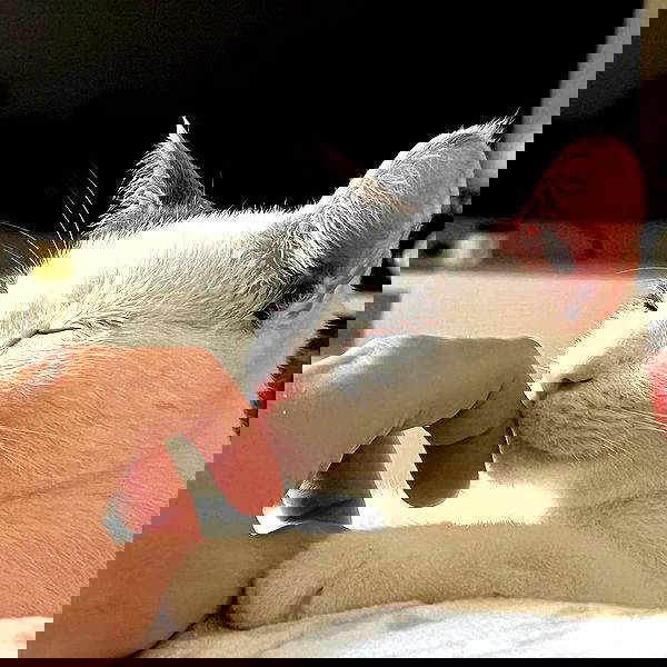 missnyxdawn missnyxdawn archive image