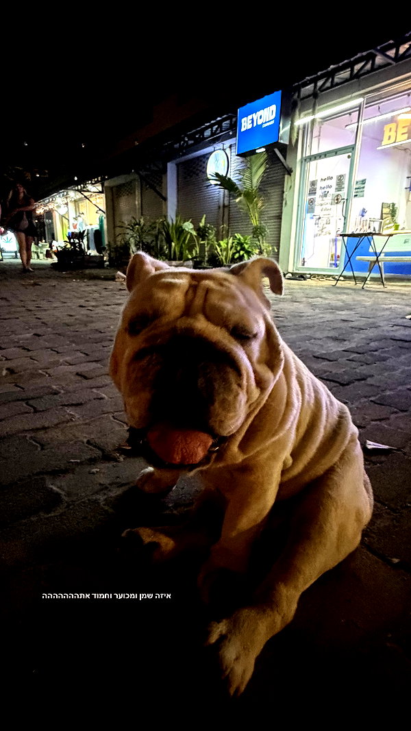 dana_ratushany instagram image archive image