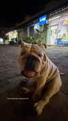 dana_ratushany Altpins Profile Picture