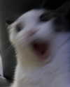 nishymoon_ Altpins Profile Picture