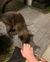 gisellelee8 Altpins Profile Picture