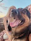jadelaverne Altpins Profile Picture