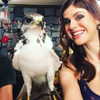 alexandradaddario Altpins Profile Picture