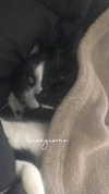 rott3nbambi Altpins Profile Picture